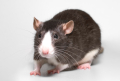 Guerra ai ratti: prevenzione prima di tutto!